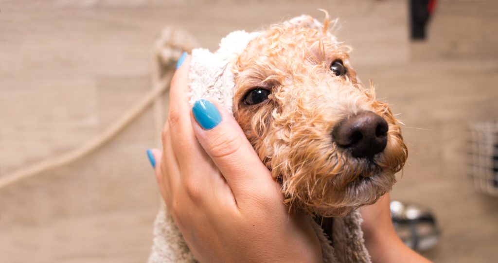 puppy getting bath drying with towel