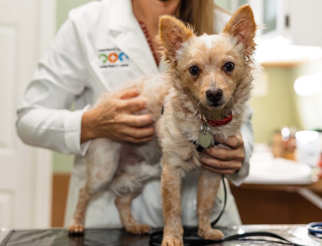 vet holding on to small dog