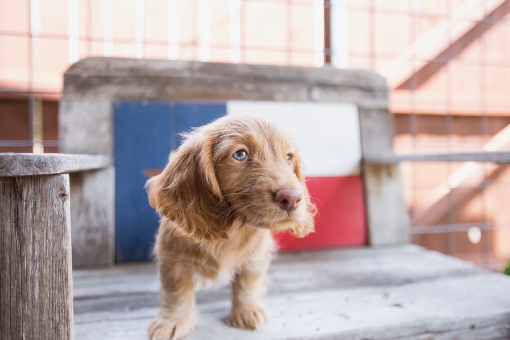 small dog on bench
