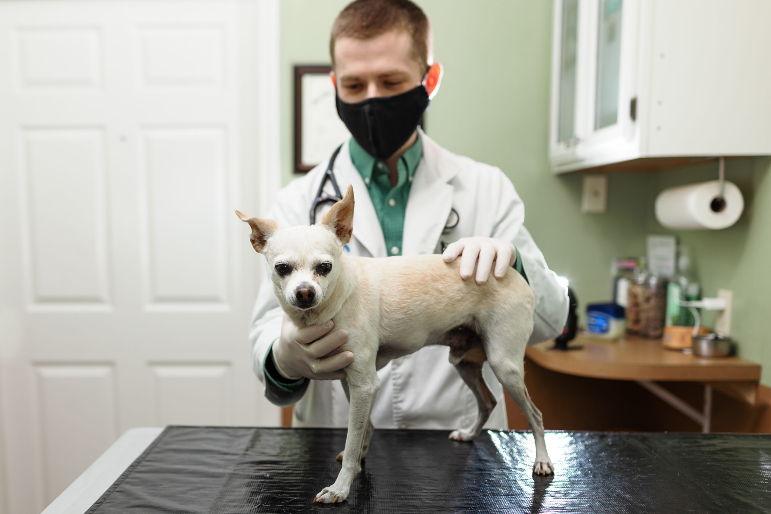 small dog examined by vet
