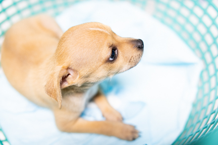 Microchipping Banner