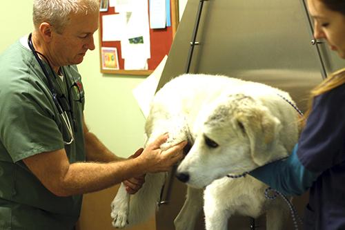 senior dog in pain being seen by vet