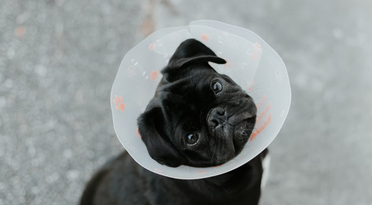 Small dog with cone on head