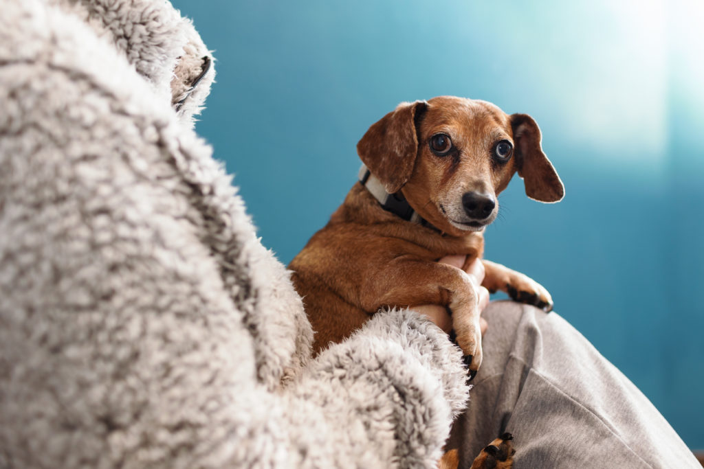 Small dog being held