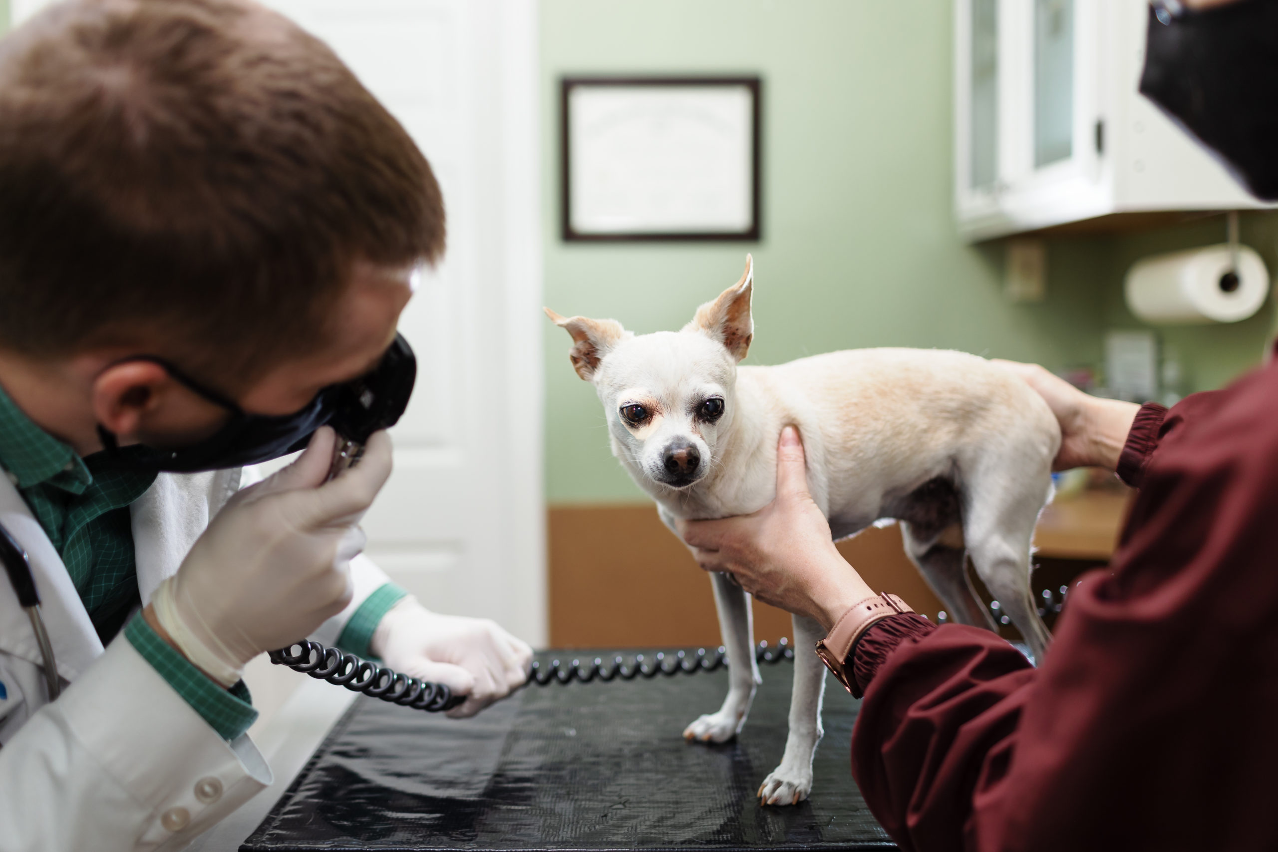 small dog getting checked out by vet